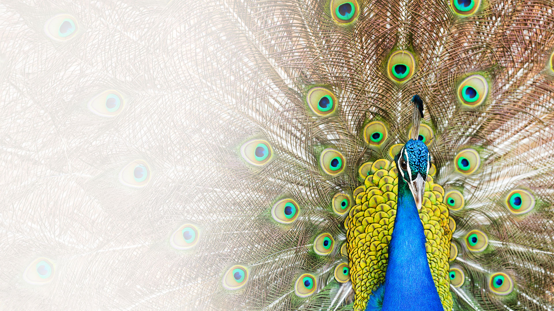 A colourful peacock displaying its feathers