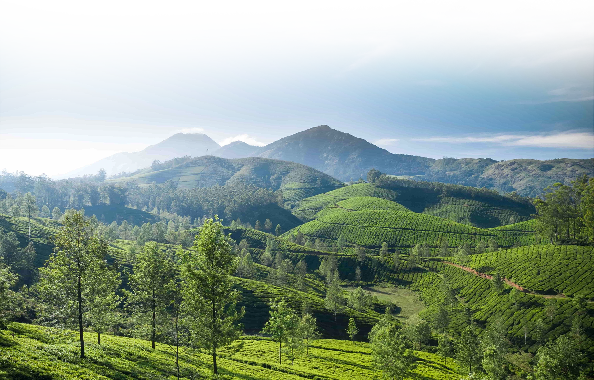 Green tea plantations across mountain slopes