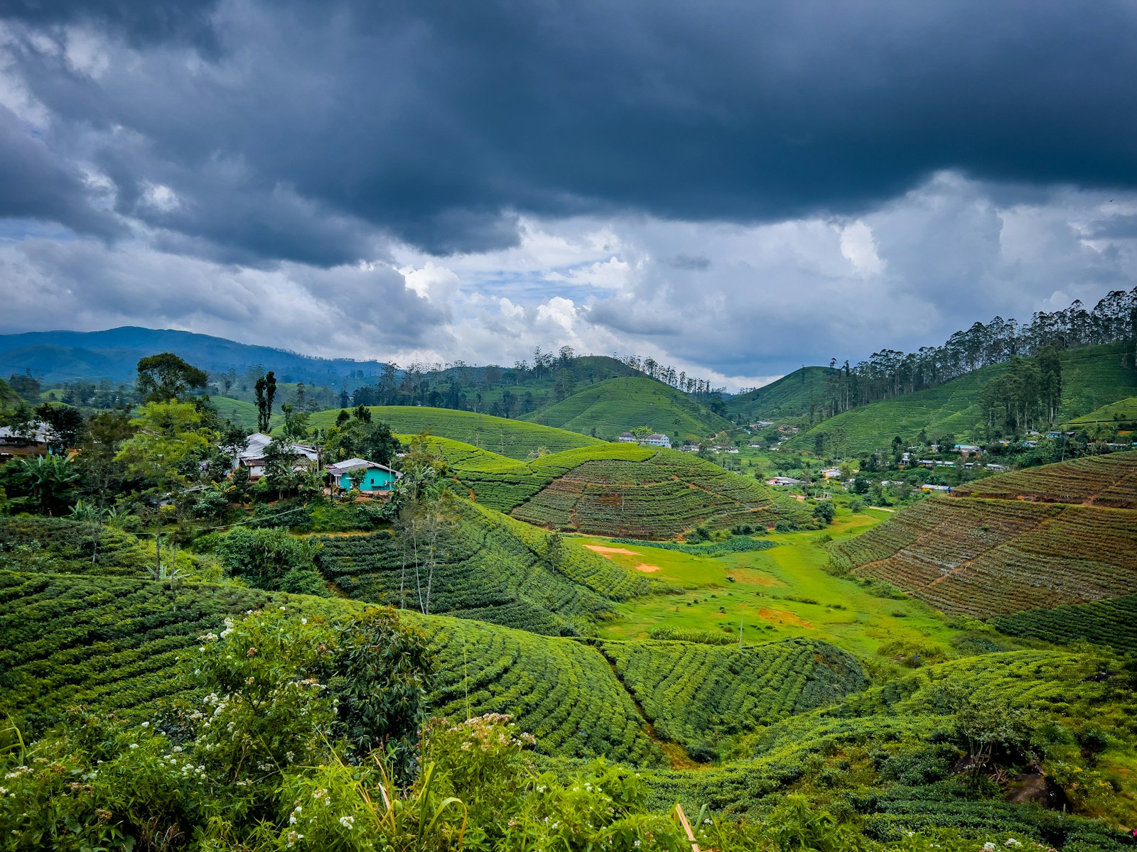 Verdant tea estates in Sri Lanka's hill country